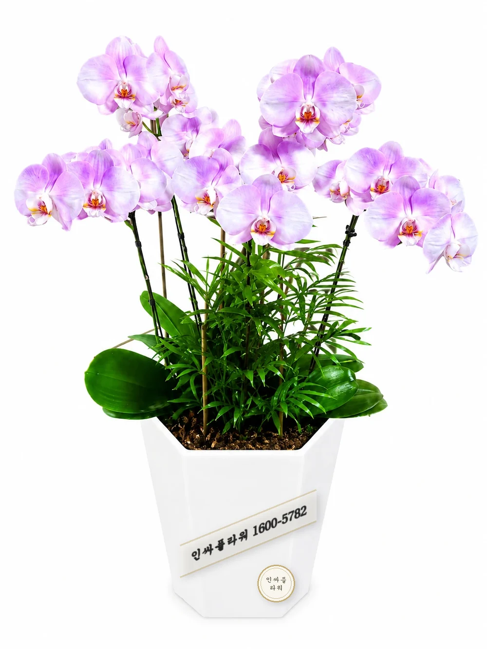 서양란